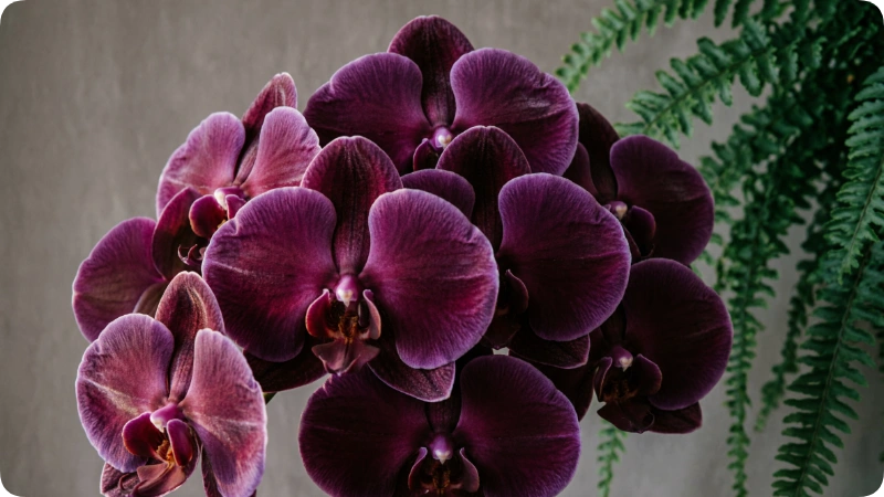 Purple Orchid 
