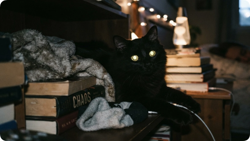 Funny Male Black Cat Names