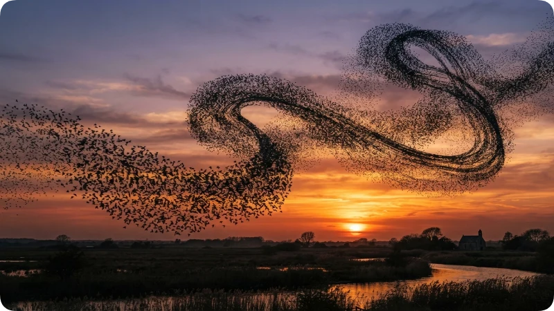 Fascinating Facts About Animal Group Names